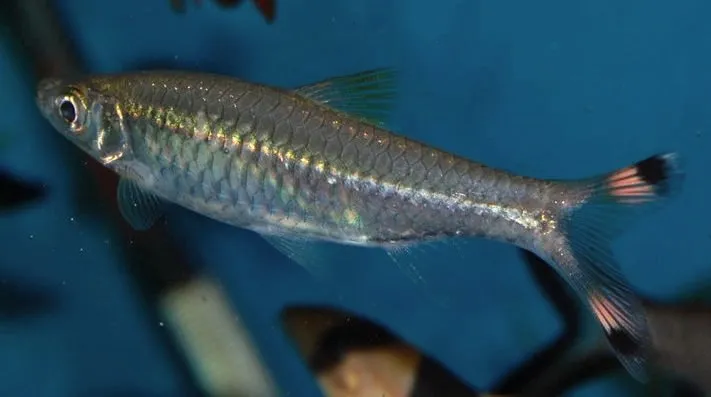 Specimen from the aquarium trade.