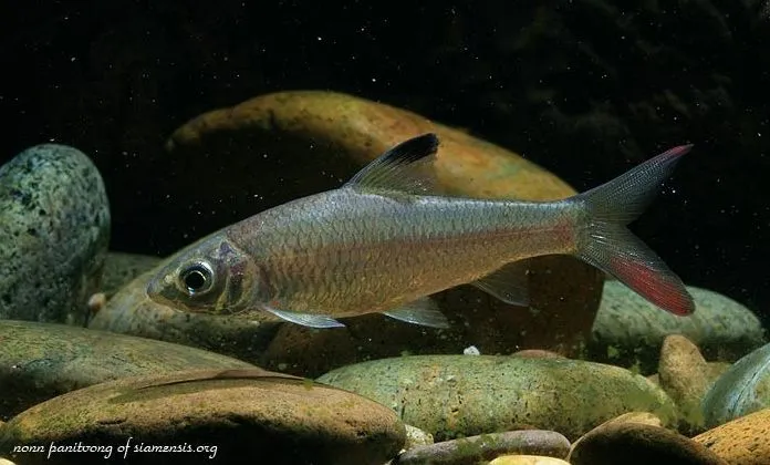 Cá Discherodontus ashmeadi, Discherodontus ashmeadi