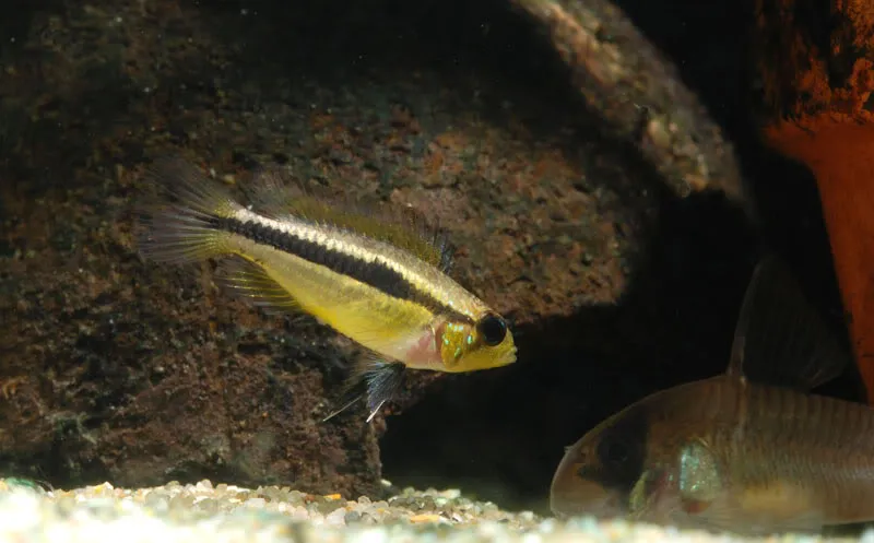 Cá la hán lùn hai sọc, Apistogramma bitaeniata