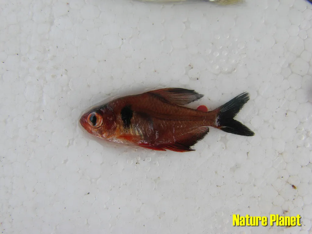 Freshly-collected adult female from the rio Cuiabá system, upper rio Paraguai, Mato Grosso state, Brazil.