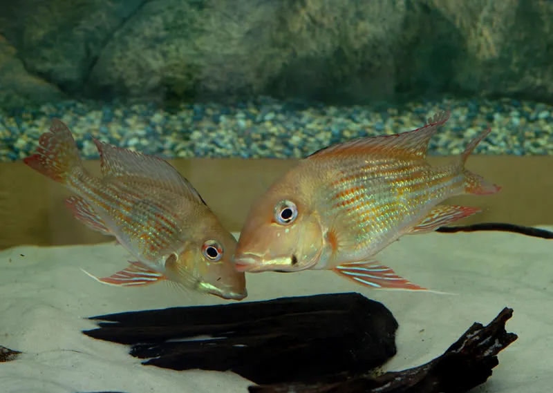 Cá rô phi đất brachybranchus, Geophagus brachybranchus