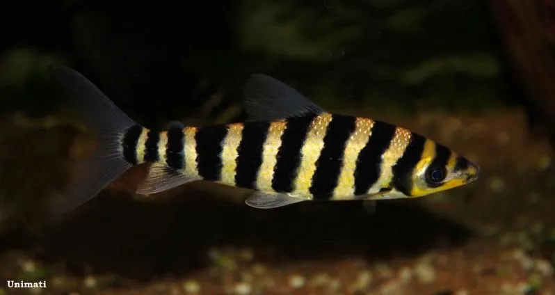 Cá leporinus sọc, Leporinus fasciatus