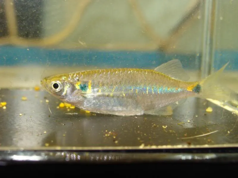 Specimen from the UK aquarium trade.