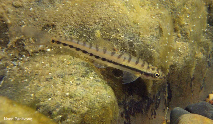 Cá chạch suối Nemacheilus pallidus, Nemacheilus pallidus