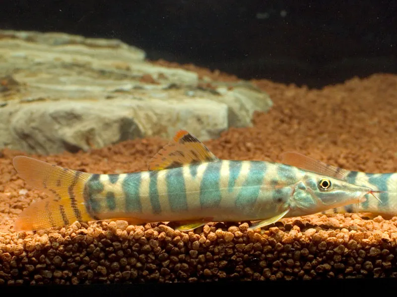 The dark, spot-like flank markings are yet to develop in this young specimen.
