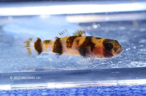 Cá bống ong xanthomelas, Brachygobius xanthomelas