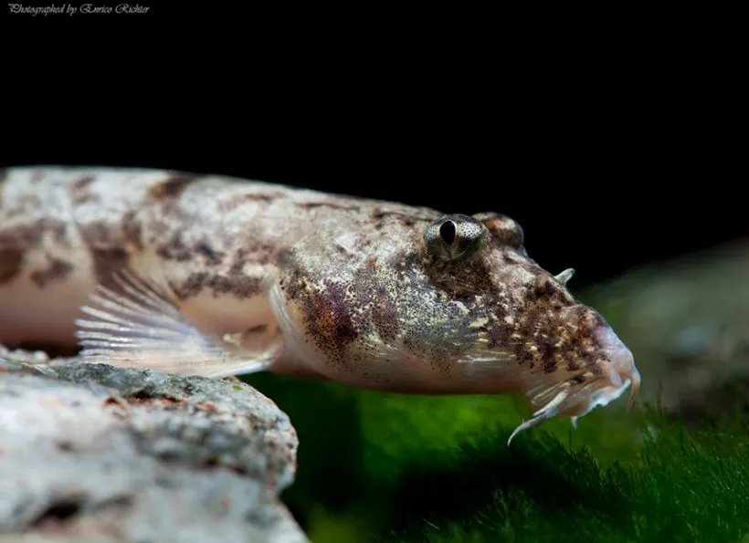 Cá chạch mặt nai, Canthophrys gongota