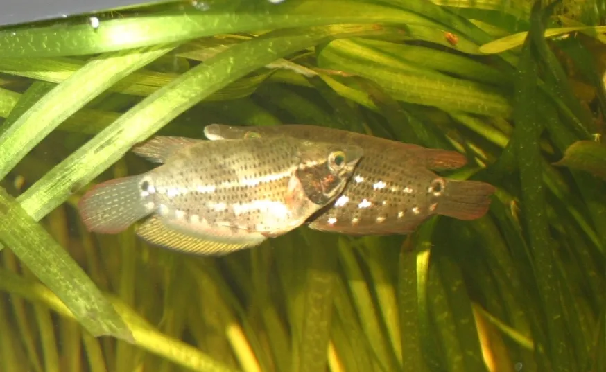 Pair in courtship, male at front.