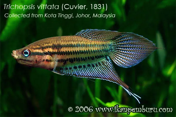 Cá thài lài kêu, Trichopsis vittata