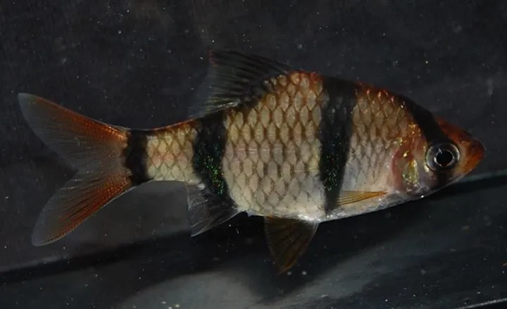 A genuine wild individual from Sumatra (see 'Notes').