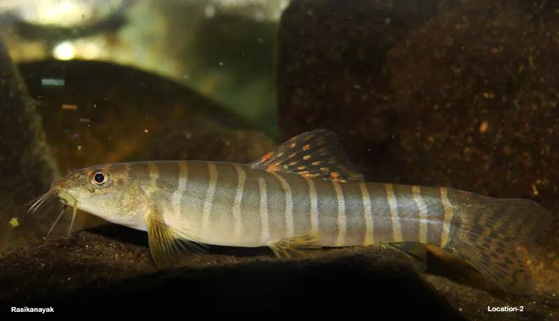 The form from Gangamoola has relatively thin body bars compared with other populations.