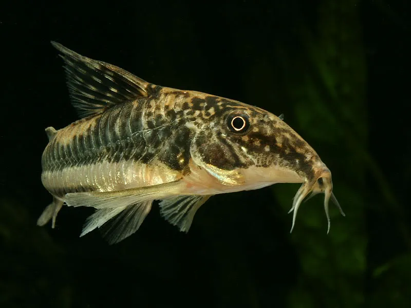 Detail of head and anterior portion of body.