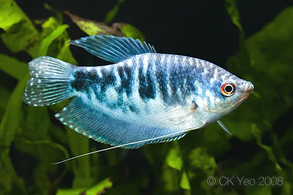 Cá sặc bướm, Trichopodus trichopterus
