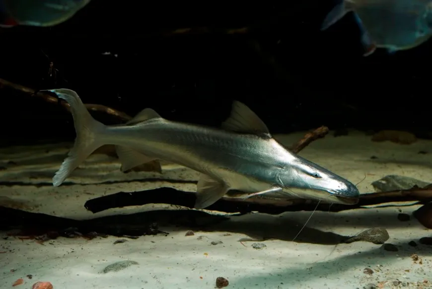Cá nheo dourada, Brachyplatystoma rousseauxii