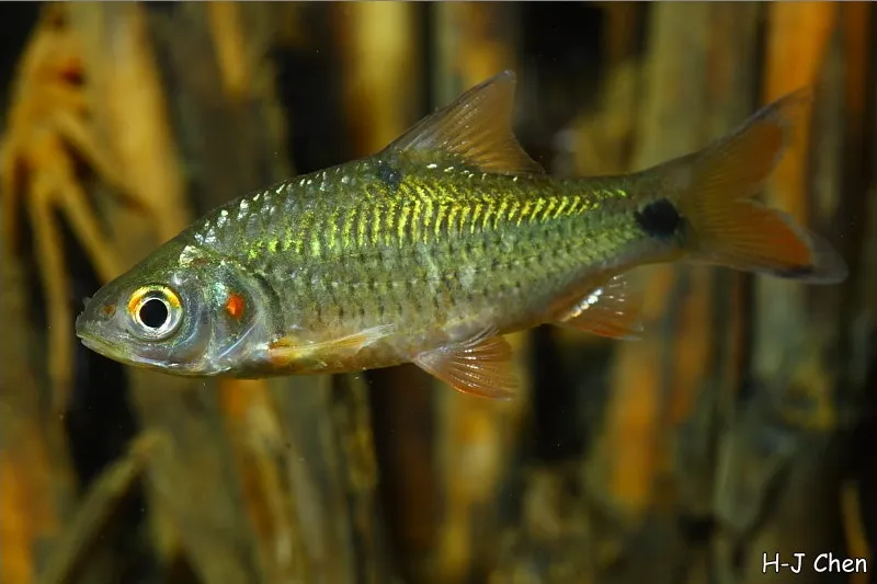 Juvenile from the aquarium trade.