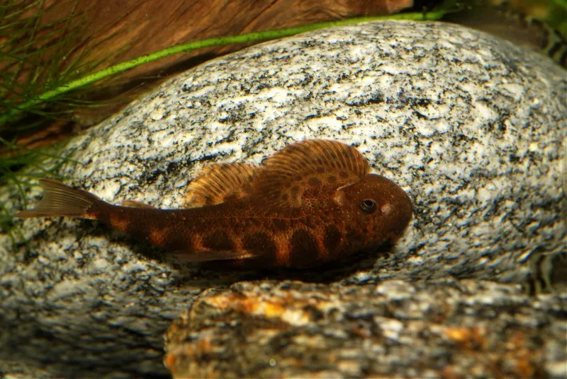 Some specimens have a brownish background body colouration...
