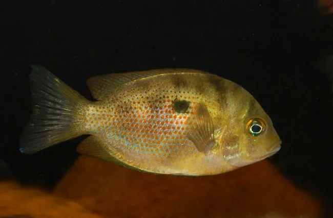 Cá chromide cam, Etroplus maculatus