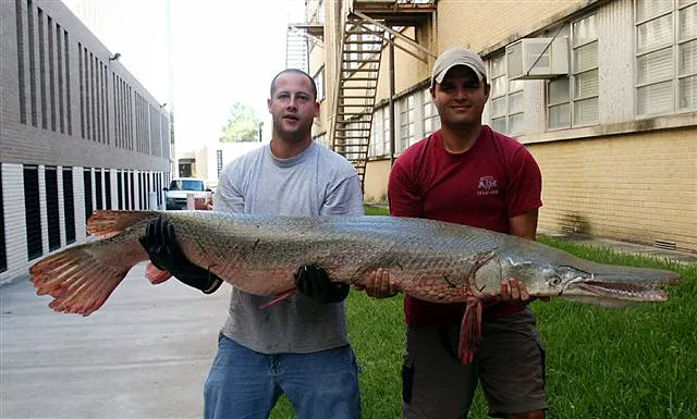 Cá măng alligator, Atractosteus spatula