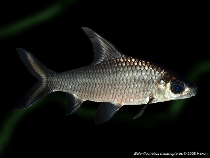 Cá hỏa tiễn, Balantiocheilos melanopterus