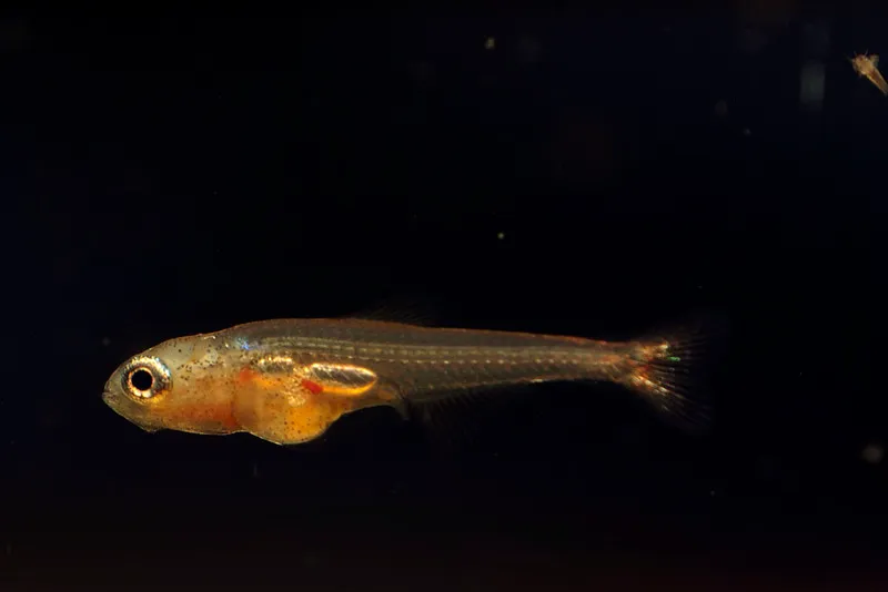 Captive-bred fry at 3 weeks of age.