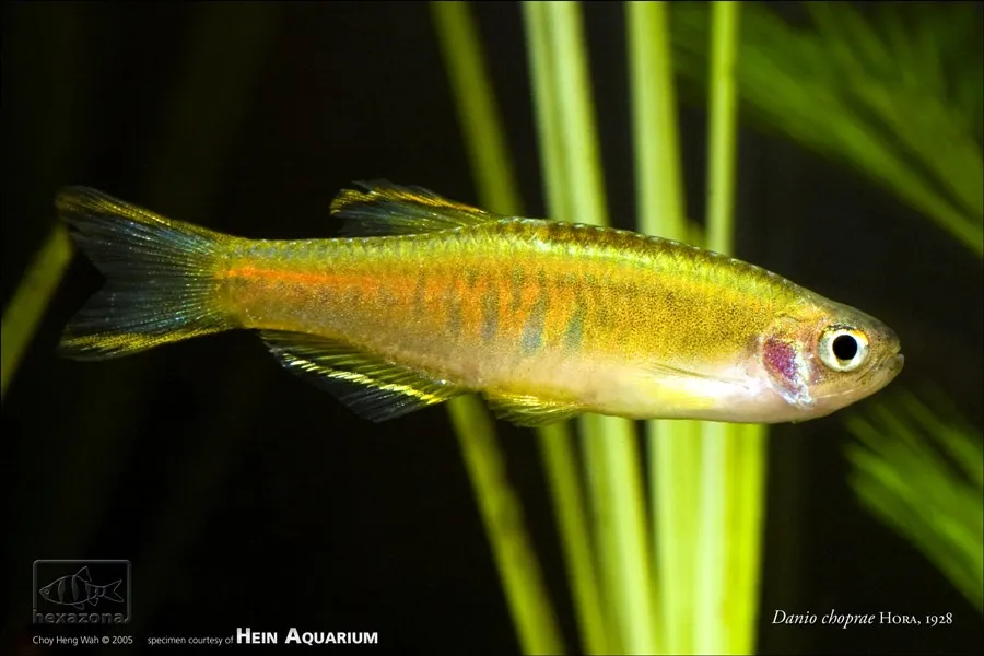 Cá danio phát sáng, Danio choprae