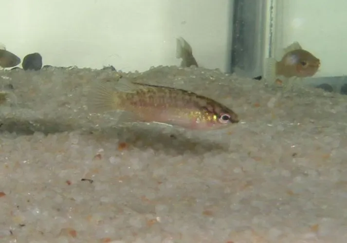 Young female.