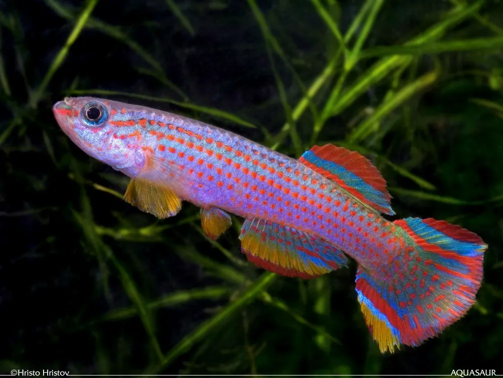 Cá killifish sọc đỏ đuôi đàn lia, Aphyosemion striatum