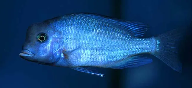 Cá cichlid cá heo xanh Malawi, Cyrtocara moorii