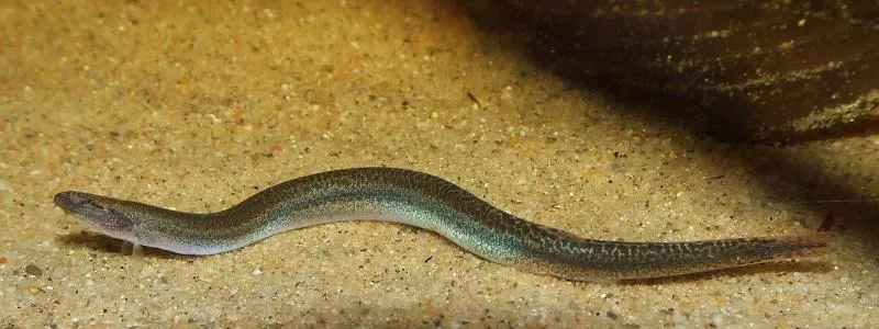 Some populations exhibit differences in colour pattern.