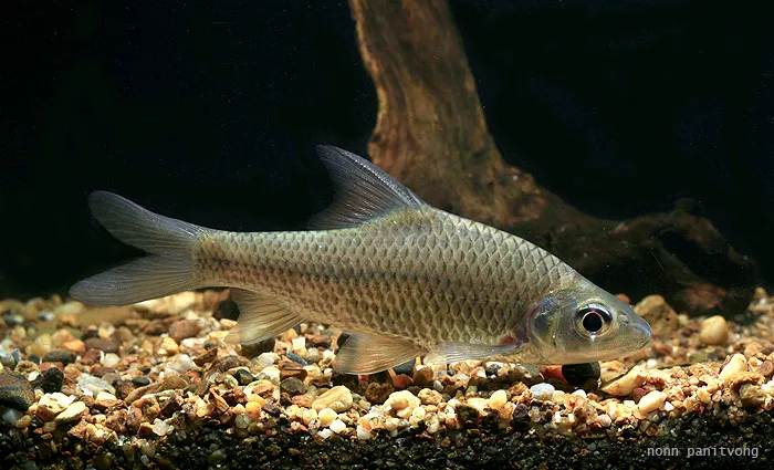 Subadult specimen from Thailand.