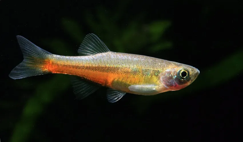 Cá devario đầu nhọn, Devario acuticephala