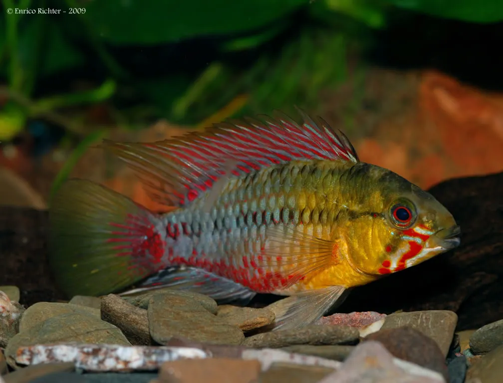 Cá ép Apistogramma hongsloi, Apistogramma hongsloi