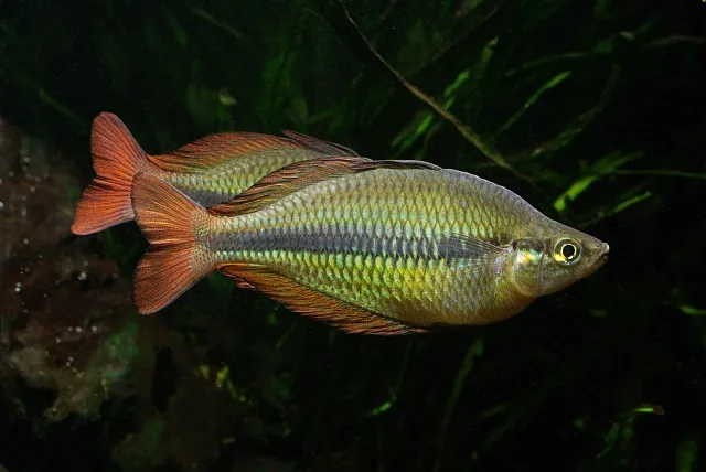 Male of Melanotaenia herbertaxelrodi.