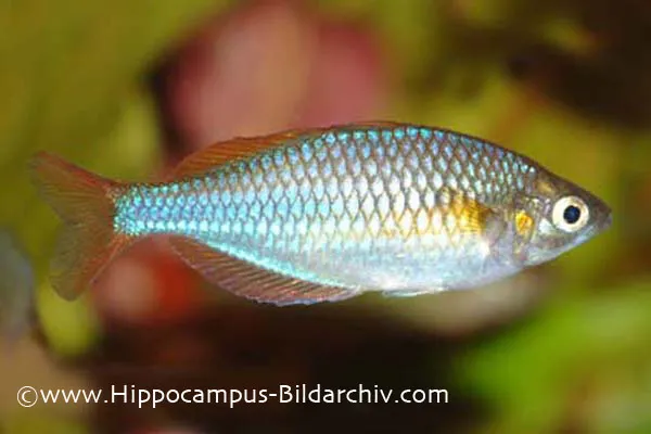 Cá cầu vồng neon lùn, Melanotaenia praecox