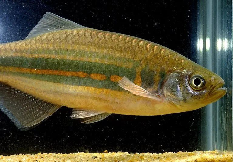Cá devario Assam, Devario assamensis