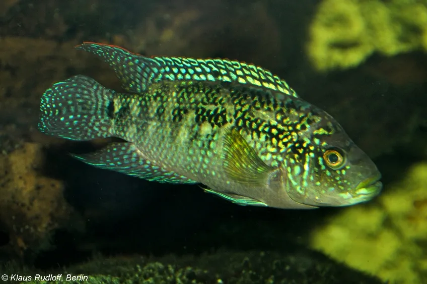 Cá Jack Dempsey, Rocio octofasciata