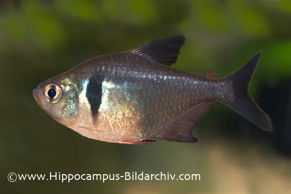 Adult female; commercial strain.