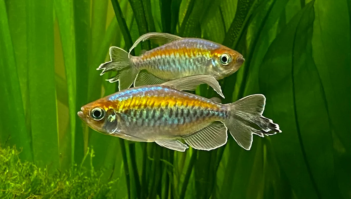Cá tetra Congo, Phenacogrammus interruptus
