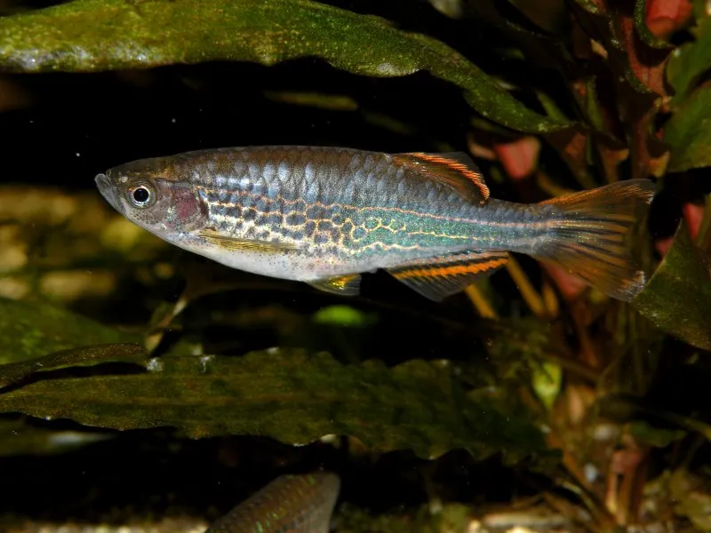 Mature females are larger, deeper-bodied and less colourful than males.