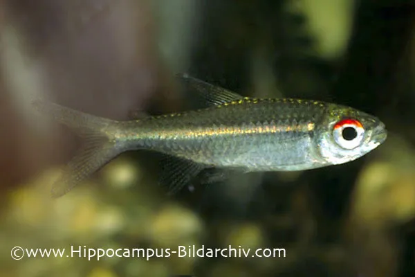 Cá tetra chấm gạch, Hemigrammus bellottii