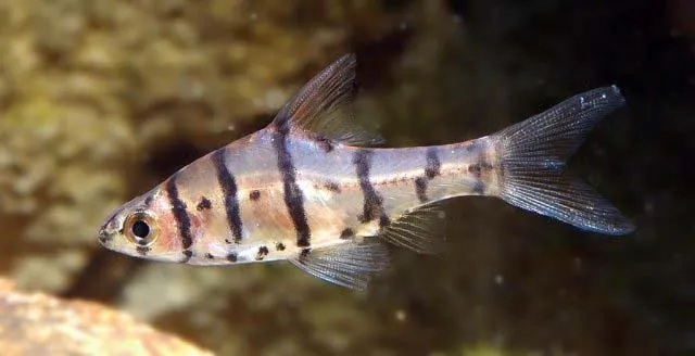 Another adult male.