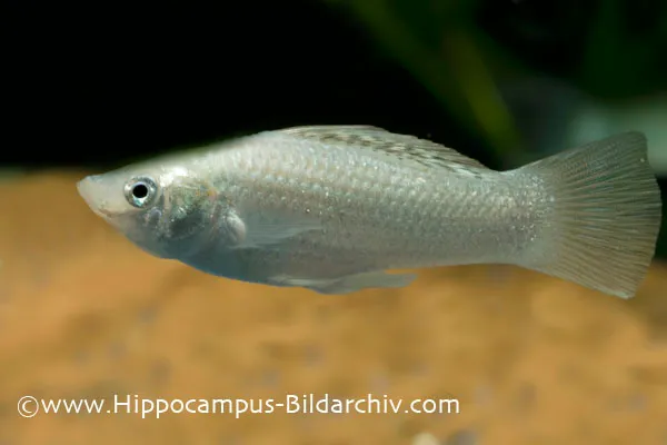 Poecilia latipinna "silver" male