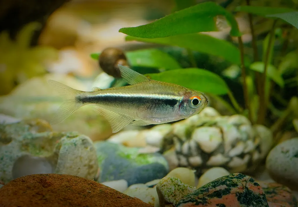 Adult male individual; commercial strain.