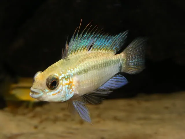 Cá rồng lùn Apistogramma eremnopyge, Apistogramma eremnopyge