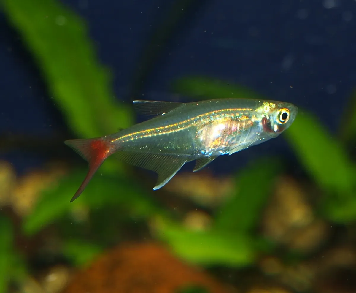 กลาสบลัดฟินเตตร้า, Prionobrama filigera