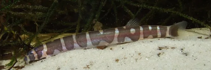 In some individuals the bars begin to break up with age revealing patches of the base body colour.