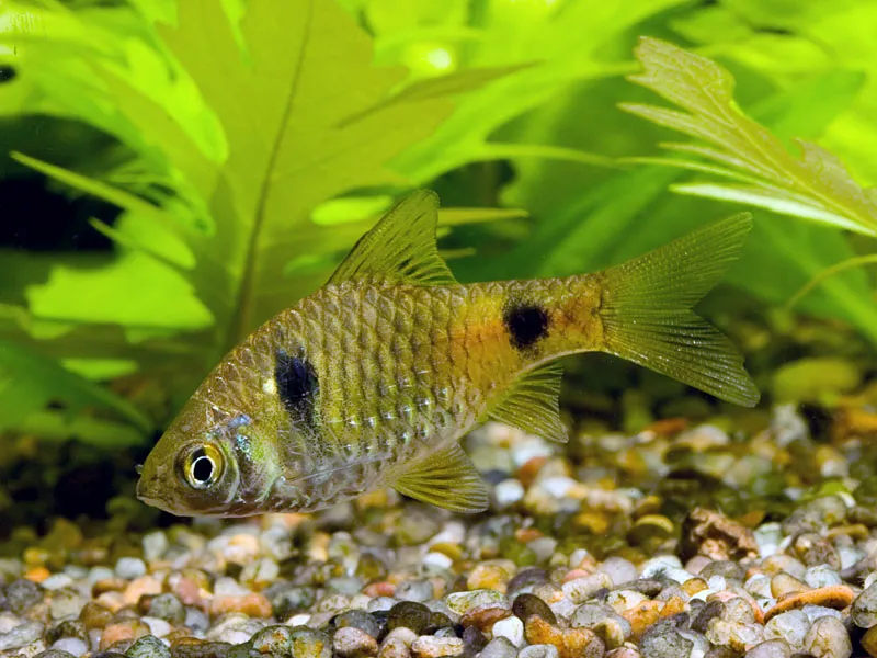 Cá barb Didi, Pethia didi
