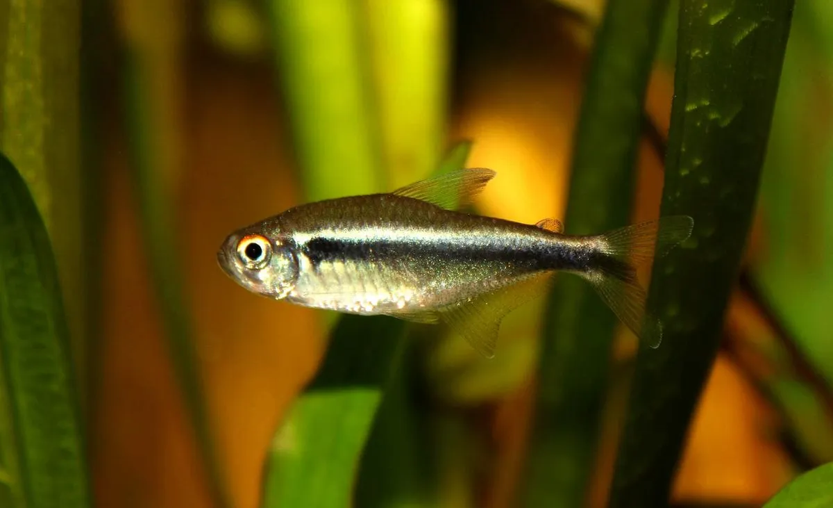 นีออนดำ, Hyphessobrycon herbertaxelrodi