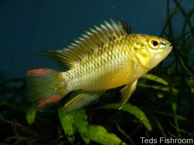 Cá hoàng tử lùn Apistogramma hoignei, Apistogramma hoignei