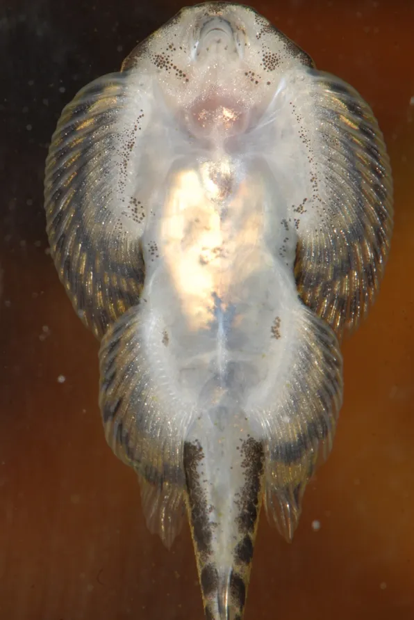 Ventral view close-up.